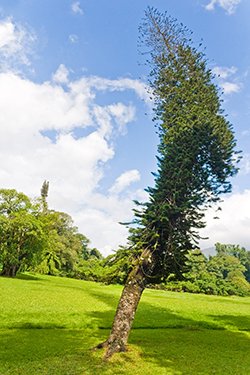 Tall leaning tree